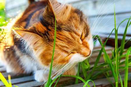 傲慢的短毛家养美丽虎斑猫吃着新鲜的绿草燕麦自然毛球治疗宠物护理健图片