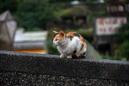 溱潼侯硐猫村的可爱猫咪著名猫群该村位于平溪铁路沿线背景
