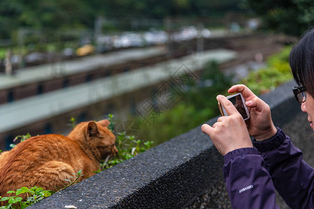 溱潼侯硐猫村的可爱猫咪著名猫群该村位于平溪铁路沿线背景