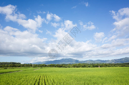 农村绿色稻田景观图片