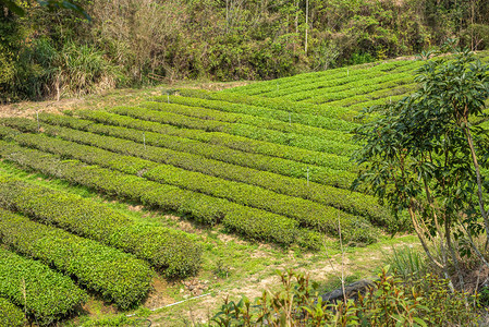 南投山谷的绿茶农场图片