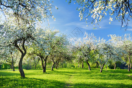 美丽的老苹果树花园在阳光明媚的春日开花在明亮的蓝天上图片