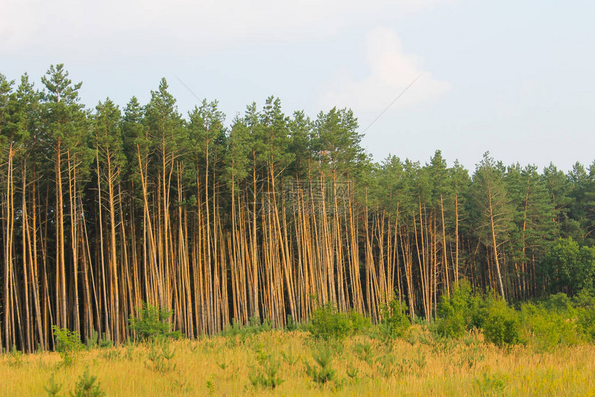 针叶林中高大的绿松树图片