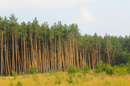 针叶林中高大的绿松树图片