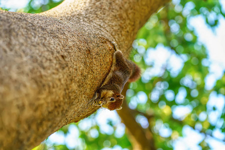 松鼠在公园的树上吃坚果图片
