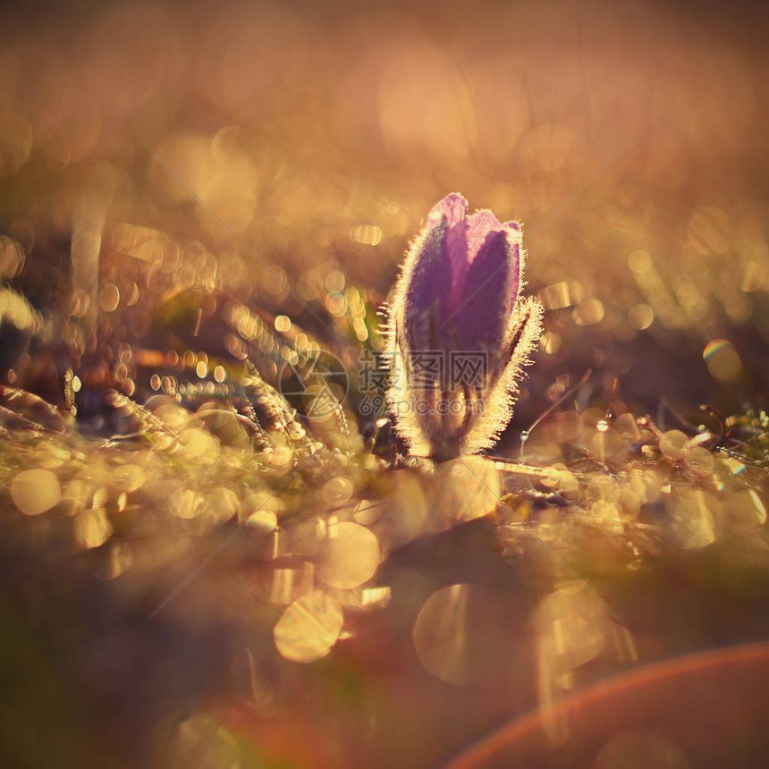 春天背景与草地上的花朵日落时美丽盛开的白斑病花春天的自然图片