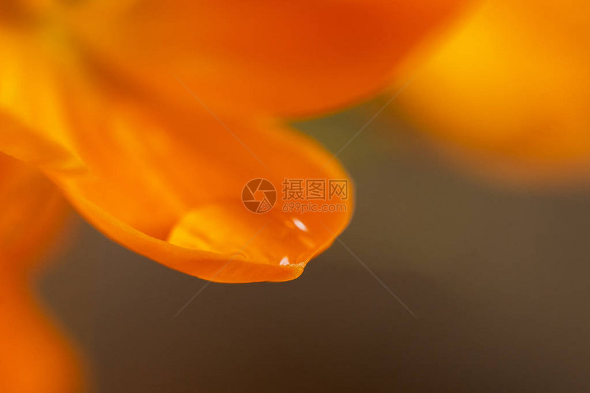 橙色背景的橙色花朵图片