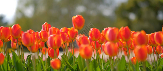 美丽的橙色郁金香花朵在春季图片