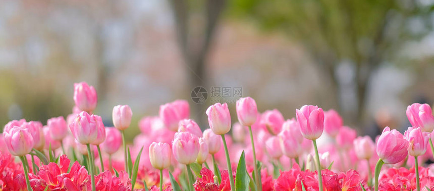 美丽的郁金香花朵在春季图片