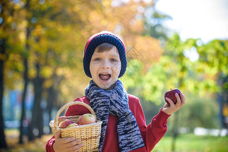 孩子在秋天摘苹果小男孩在苹果树园玩耍孩子们在篮子里采摘水果蹒跚学步的孩子在秋季收获时吃水果孩子们的户外乐趣背景图片