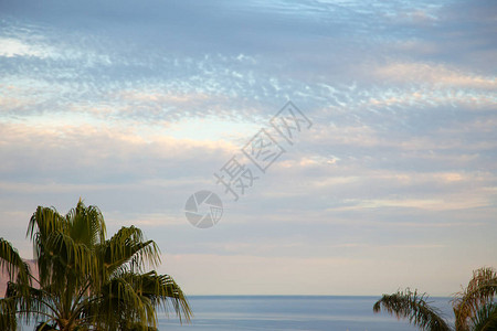 在清澈的蓝天背景下的棕榈树在主题上插入图像或文本的背景旅游图片