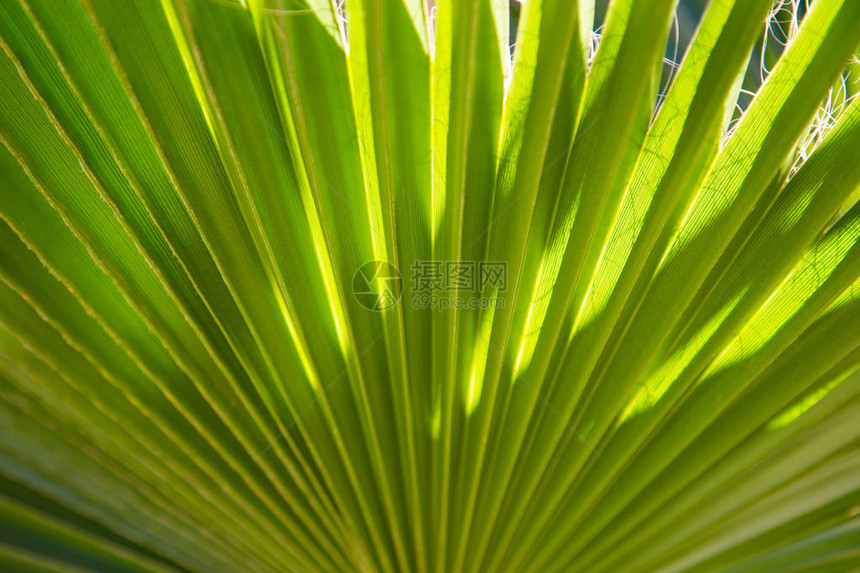 明亮的绿色热带叶子纹理夏季植物背景自然的夏图片