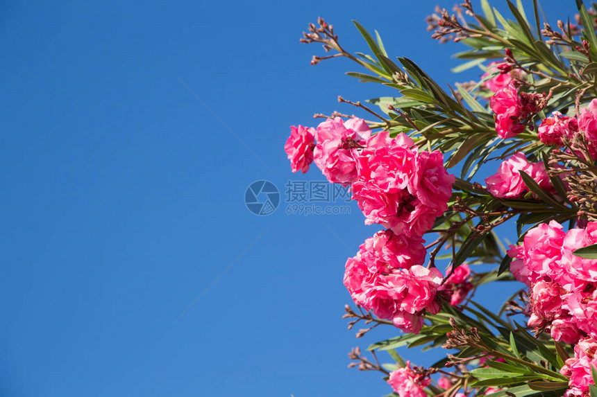 在花园里盛开的粉红色夹竹桃花或图片
