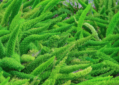 春天的绿色植物图片