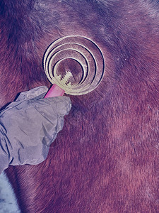照顾马毛女人用棉绒和灰尘刷冬天的马毛图片