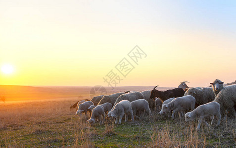 日落时的羊群在图片