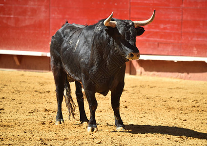 西班牙斗牛的斗牛图片