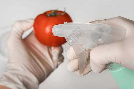 GMO科学家正在红番茄上喷洒液体转图片