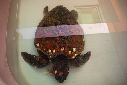 吞下塑料的海龟正在野生动物恢复中心接受治疗图片