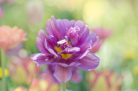 紫色郁金香花有紫色郁金香的字段丁香郁金香关闭紫图片