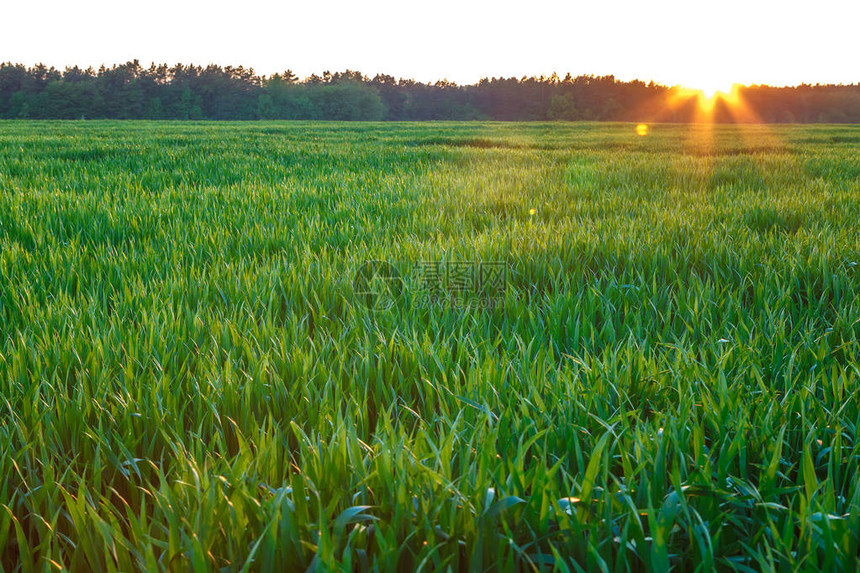 与春苗小麦黑麦的绿色领域图片