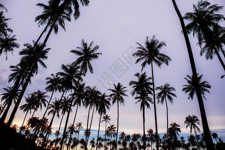 在天空背景上有剪影的棕榈树图片