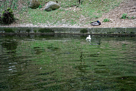 鸭子在湖边游泳吃饭图片