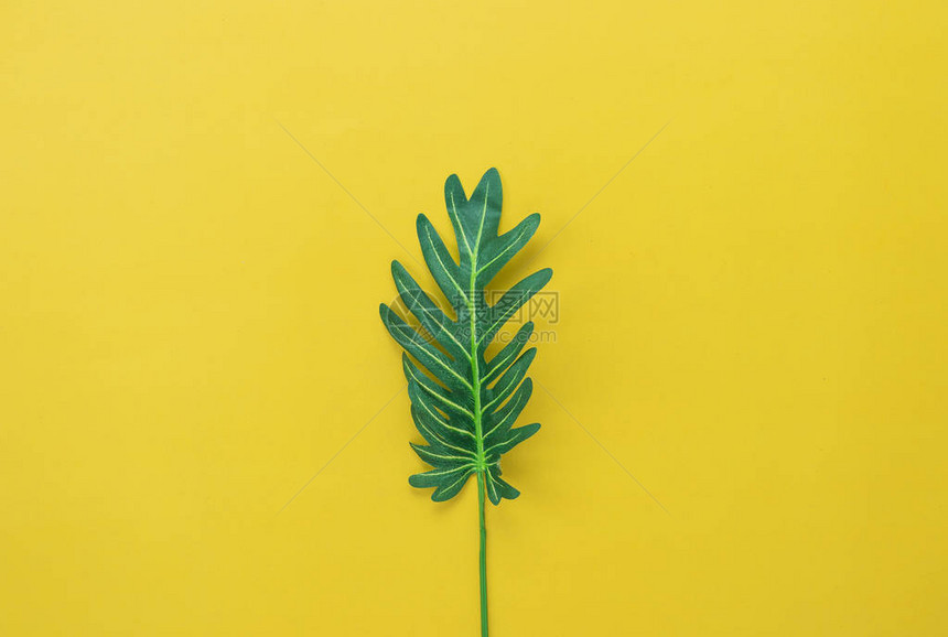 夏季假期背景概念的桌面视图空中图像在现代质朴的黄色纸背景上平铺绿叶创意设计模型和内容模板文图片