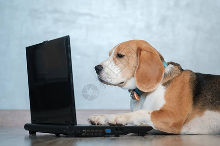 滑稽的比格尔狗看着笔记本电脑屏幕图片