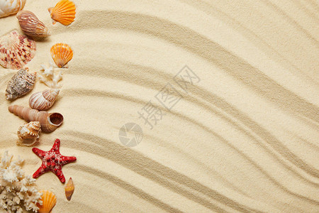 沙滩上平铺的贝壳红海星和珊瑚图片