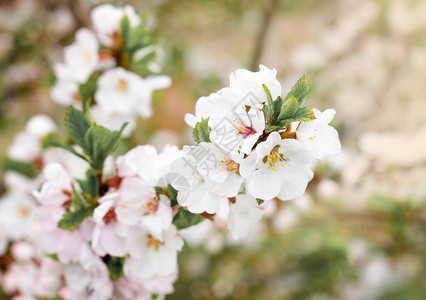 春天公园开花的杏仁树鲜花和图片