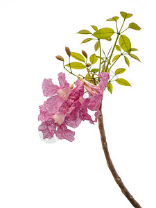 白色背景上孤立的粉红色花和树枝图片