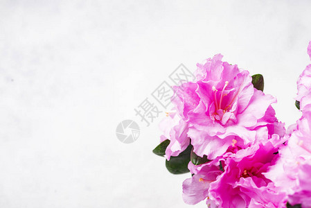 浅色背景上的粉红色杜鹃花图片