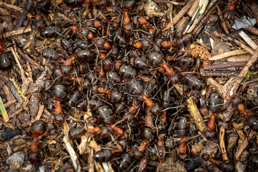 森林中蚂蚁的蚂蚁抽图片