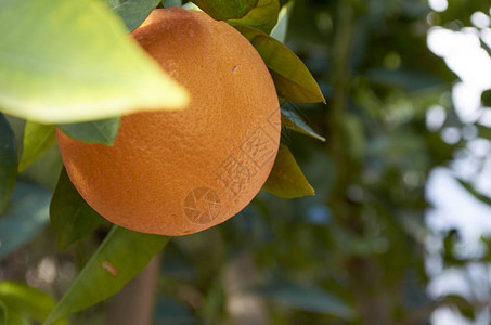 地中海地区可口的柑橘高清图片
