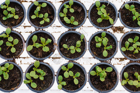 光温室很多莴苣幼苗大量植物的芽庆祝地球的一天植物的生态护理幼苗的图片
