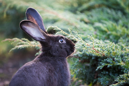 花园里的黑色复活节兔子图片