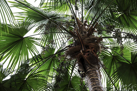 花园里棕榈树的热带夏天图片
