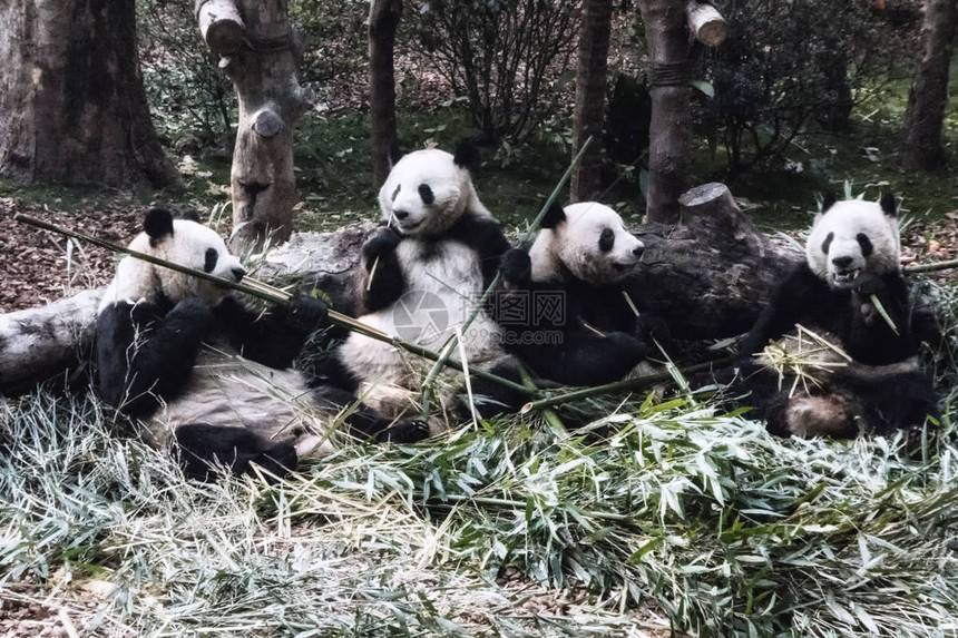 可以看到大熊猫的早餐是竹子成都大熊猫繁育研究基地是濒临灭绝图片
