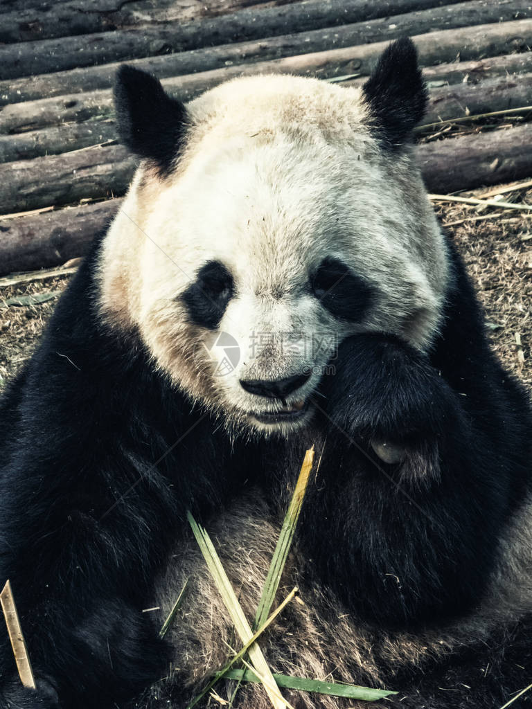 大熊猫生活在四川省成都大熊猫繁育研究基地成都大熊猫繁育研究基地是专门从事濒危野生动物研究繁育保护教育和教育图片