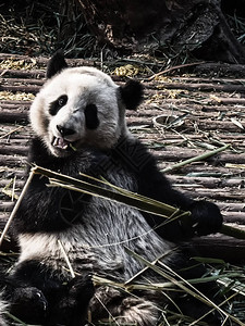 四川省成都大熊猫趴在木头上吃竹子图片