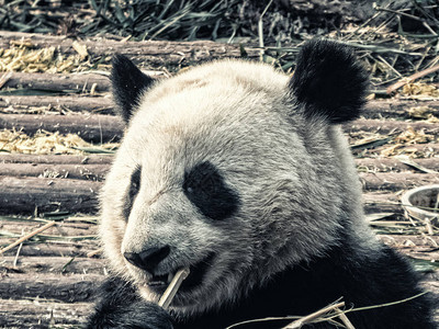 四川成都熊猫研究基地Ailuropodamelan图片