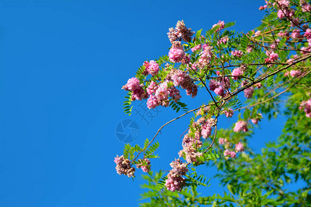 蓝色天空背景的紫花朵图片