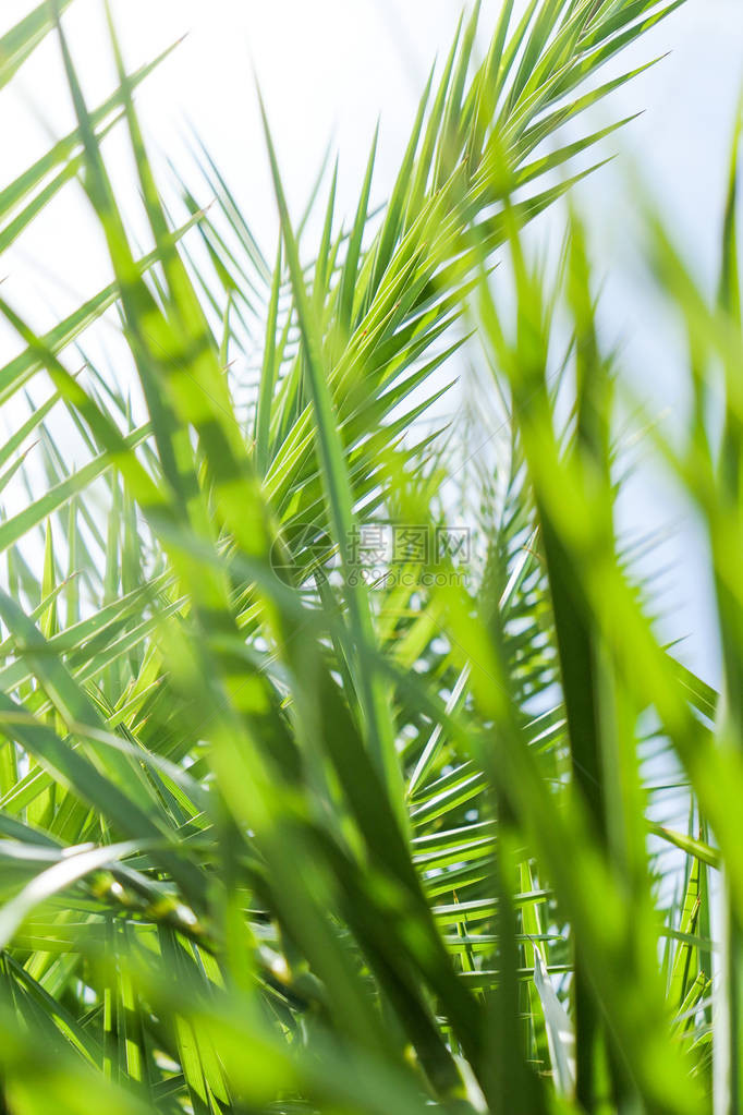 外来休假植物背景和夏季旅行概念图片