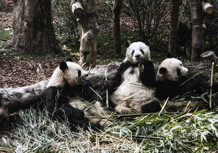 可以看到大熊猫的早餐是竹子成都大熊猫繁育研究基地是濒临灭绝图片