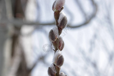 寒冷的雪天第一颗年轻的柳树芽图片