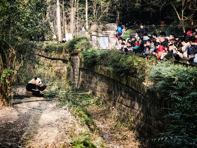 一群观光客在四川成都大型熊猫育种的成都研究基地观图片