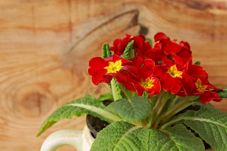 报春花天的花朵RedVelvet有深红色的花朵图片