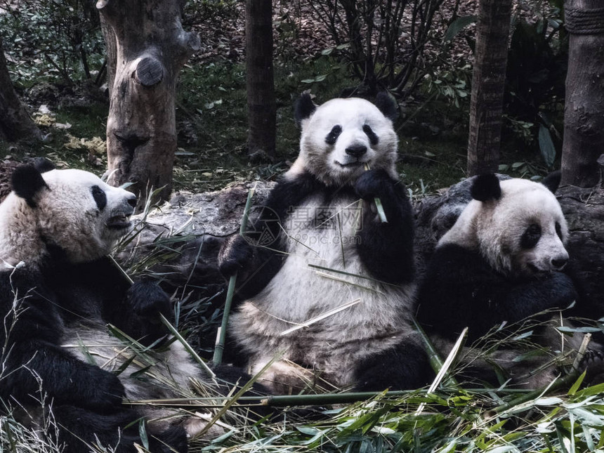 可以看到大熊猫的早餐是竹子成都大熊猫繁育研究基地是濒临灭绝图片