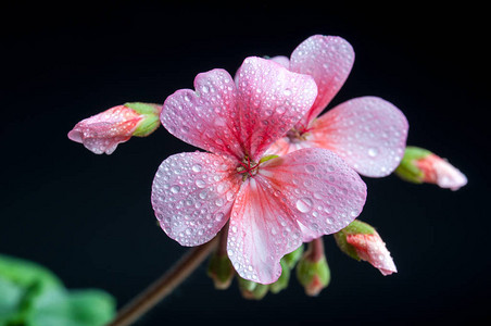 黑色背景上的粉红色天竺葵花背景图片